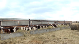 Акбулакский район. «Территория» от 15 ноября 2025 